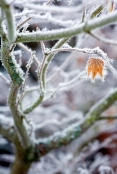 Last Leaf in Winter