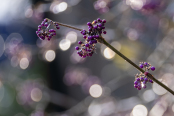 Beautyberry 'Profusion'