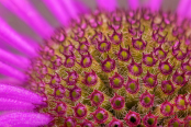 Bee Balm 