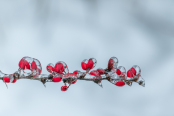 Berberis in ice