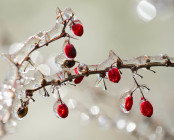 Winter Magic