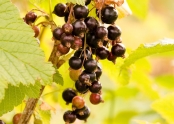 Blackcurrants