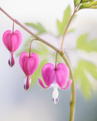 Bleeding Hearts