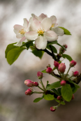 Blossom of Malus domestica 'King of the Pippins'