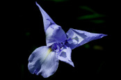 Blue Iris