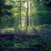 Hyacinthoides non-scripta