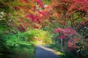 Acer Path