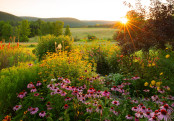  Country Garden Sunrise