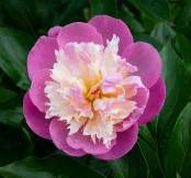 Pink Perfection: Paeonia 'Bowl of Beauty'