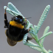 Lavandula dentata var. candicans with visiting bumble bee 