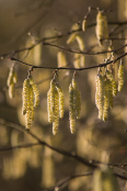 Corylus avellana