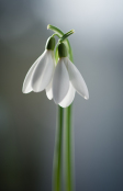 Galanthus nivalis