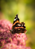 Red admiral on Ice plant