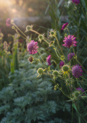 Scabious in midsummer