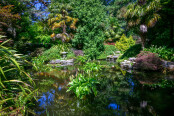 Fish Pond in the garden