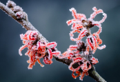 Witch Hazel. Hamamelis x intermedia 'Ruby Glow'