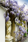 Wisteria in a Romanesqe Garden