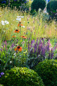 Wildflower Garden