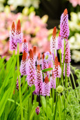 Primula vialii