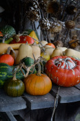 Squash & gourds on a garden table