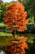 Reflections in the water