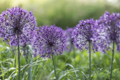 Glistening alliums