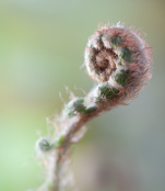 Fern