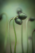 Papaver nudicaule