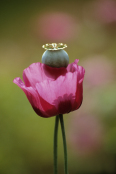 Papaver somniferum