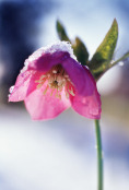 Helleborus orientalis hybrid