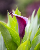 Calla Lily