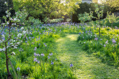 Camassia meadow