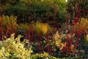Fire in the Winter Garden