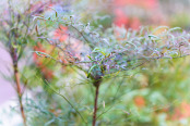 Nandina Domestica