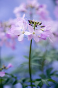 Cardamine quinquefolia