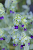 Cerinthe major Purpurascens