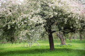 Champion Malus robusta