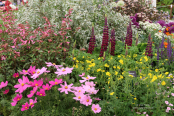 Hardy's Cottage Garden Plants display