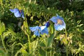 Meconopsis