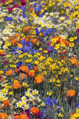 Prairie wildflower meadow