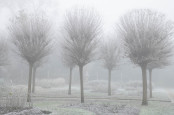 December Frost in the Italian Garden