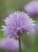 Chive flowers