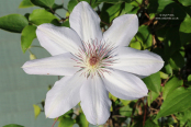 Clematis 'Henryi'