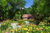 Colourful Daylilies, Jade Garden, South Korea