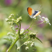 Colours of spring take flight