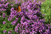 Thymus pulegioides 'Kurt' with comma butterfly