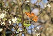 Comma butterfly feeding on nectar on Prunus spinosa