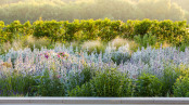 Contemporary Border in a Rural Garden