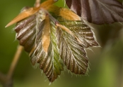 Emerging copper beech