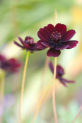 Cosmos atrosanguinea 'Chocolate'